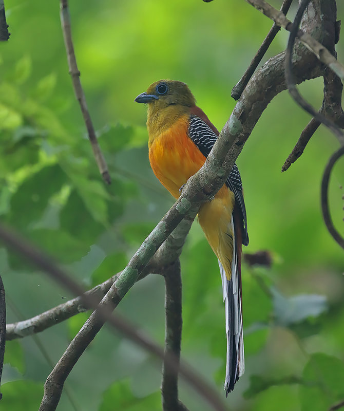 Orange-breasted Trogon