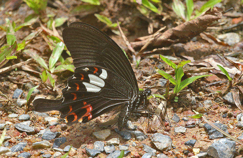 Red Helen Swallowtail
