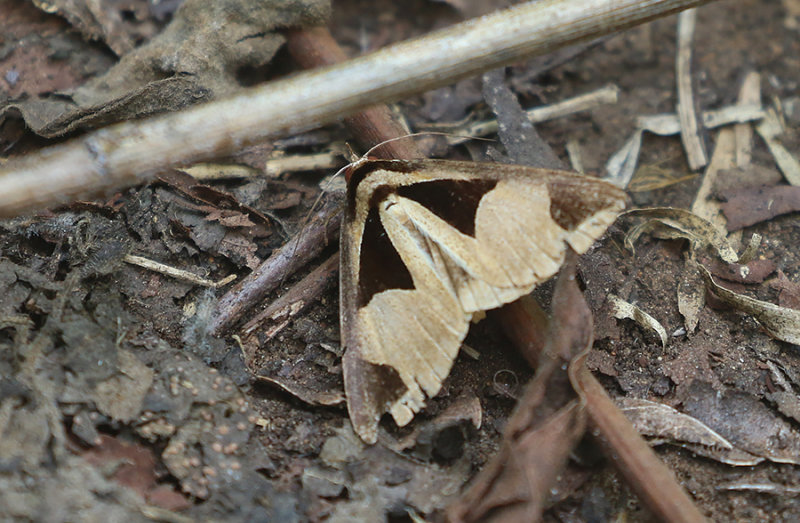 Fodina cuneigera