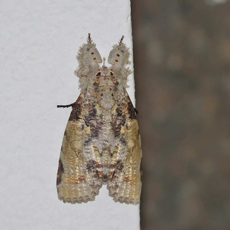 Gadirtha impingens