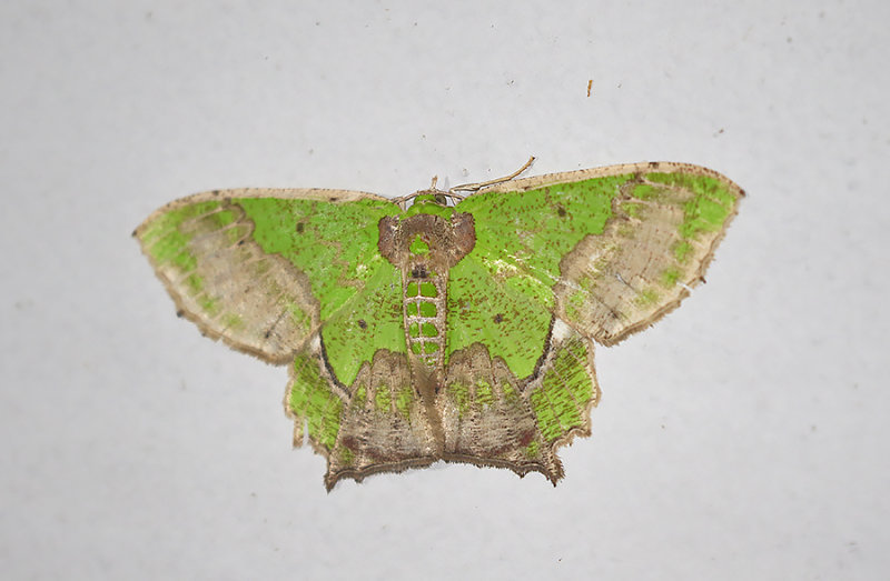 Agathia codina