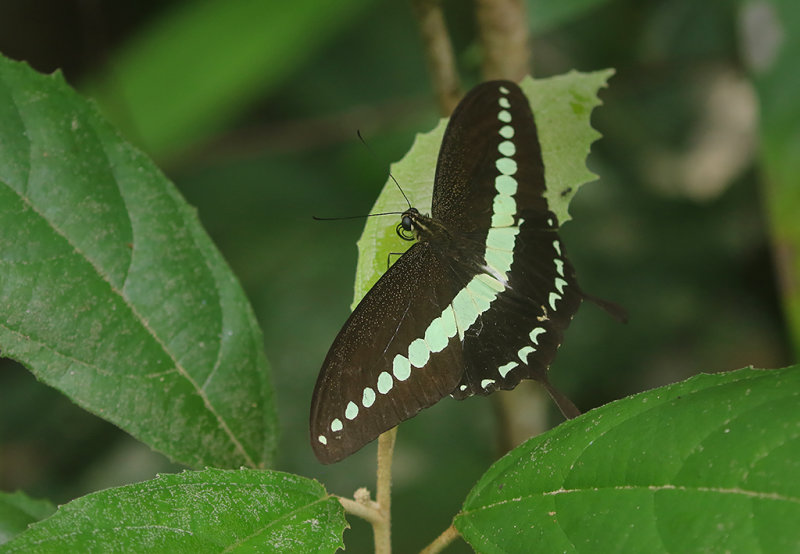 Banded Swallowtail (Papilio demolion)