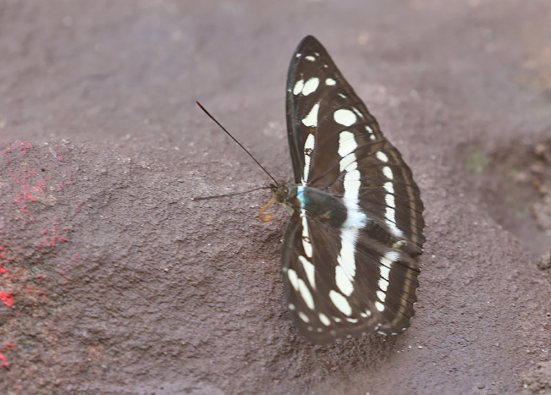 Great Sergeant (Athyma larymna)