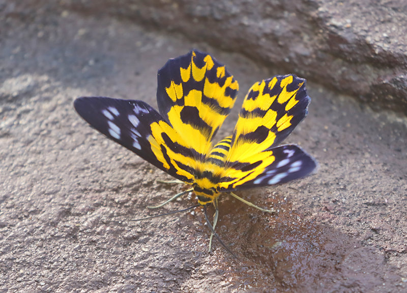 False Tiger Moth (Dysphania militaris)