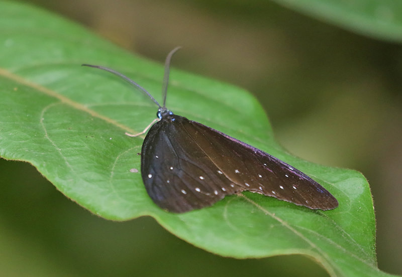 Cyclosia midama