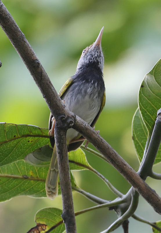 Dark-necked Tailorbird