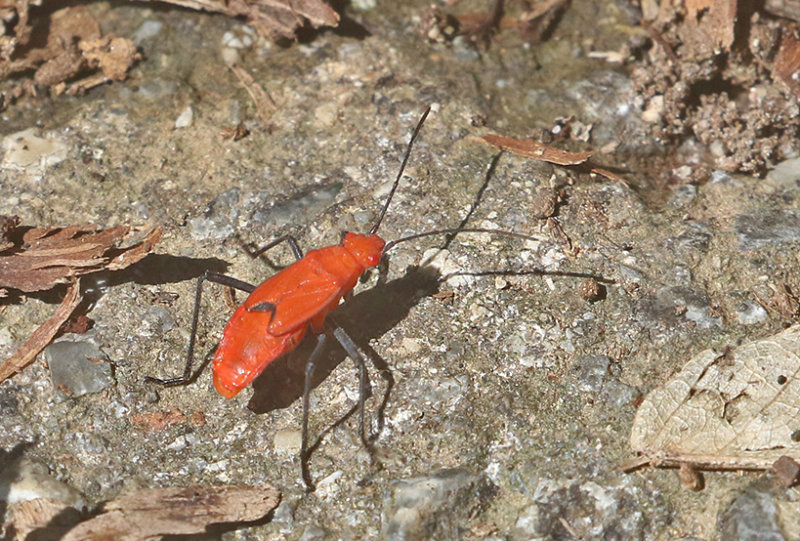 Leptocoris augur