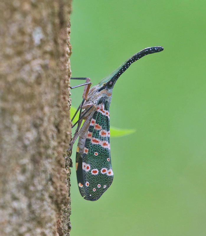 Dark-horned Lanternfly (Pyrops spinolae)