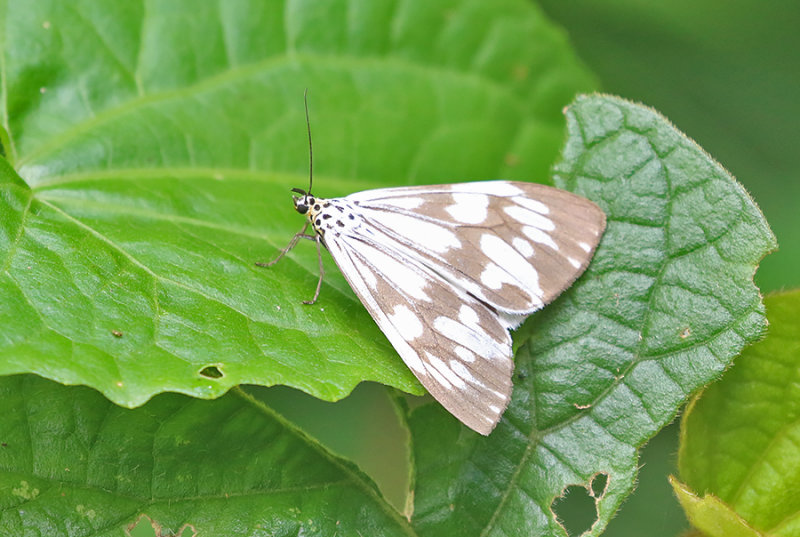 Marbled White Moth (Nyctemera adversata)