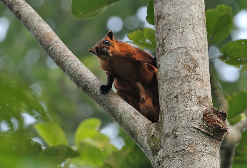 Red Giant Flying Squirrel
