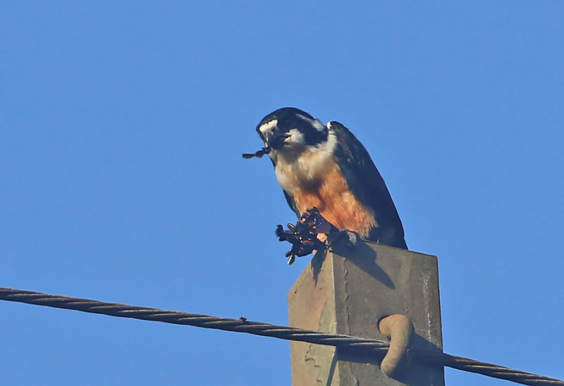 Black-thighed Falconet