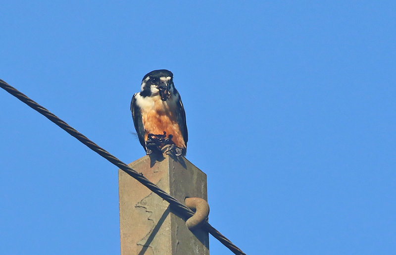 Black-thighed Falconet