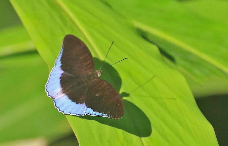 Horsfield's Baron (Tanaecia iapis)