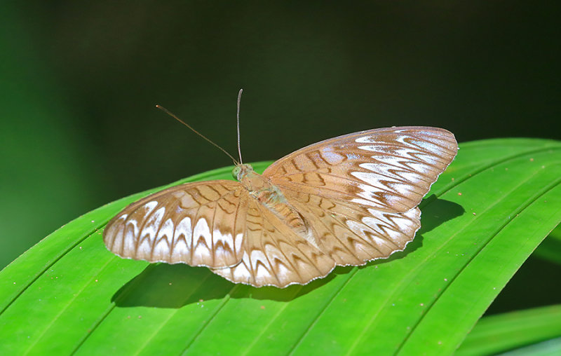 Malay Viscount (Tanaecia pelea)