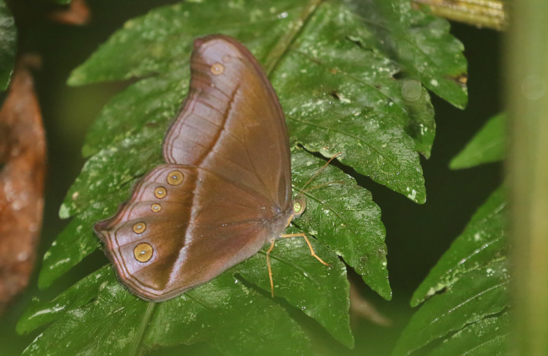 Straight-banded Catseye (Coelites epiminthia)