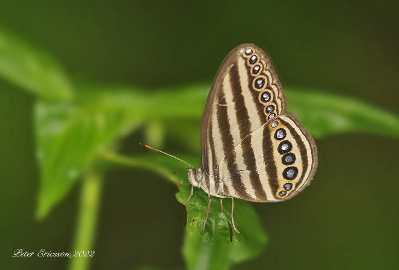 Striped Ringlet (Ragadia makuta)