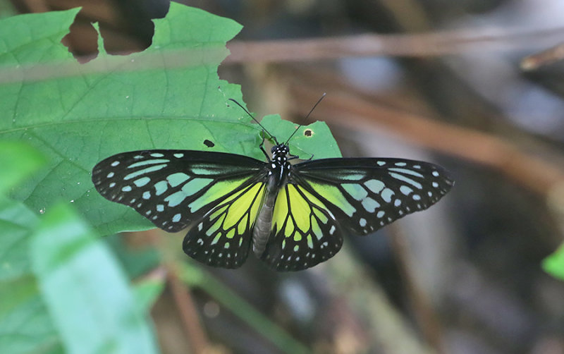 Yellow Glassy Tiger (Parantica aspasia)