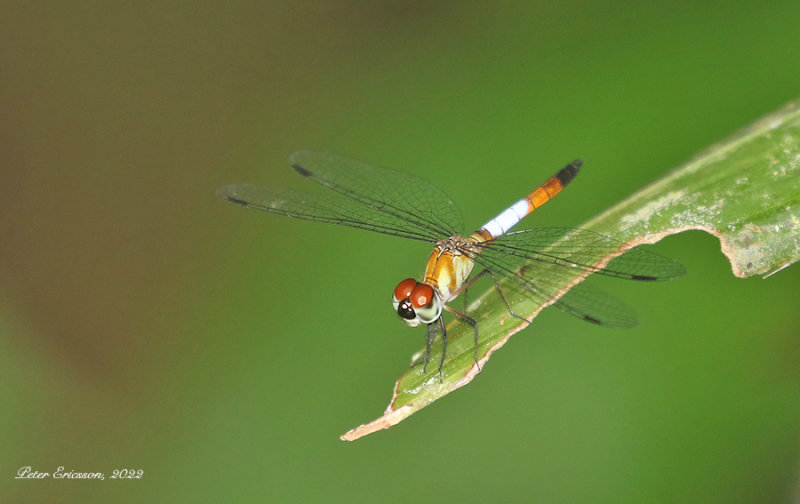 Odonata of Thailand (dragonflies and damselflies)