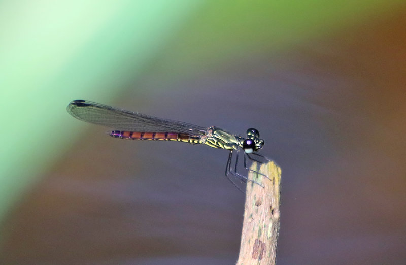 Clearwing Gem (Libellago hyalina)