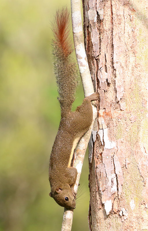 Plantain Squirrel (Callosciurus notatus)