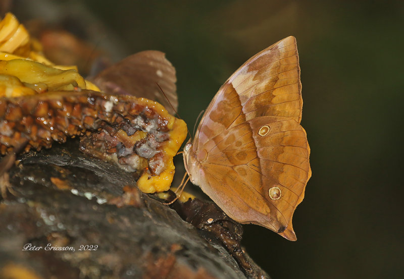 Burmese Saturn (Zeuxidia masoni)