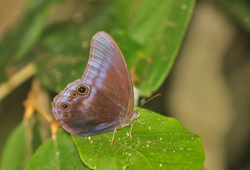 Scarce Catseye (Coelites nothis)
