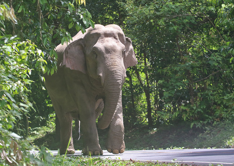 Asian Elephant