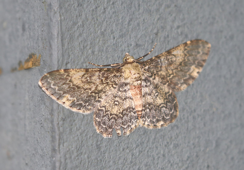 Genus Cleora