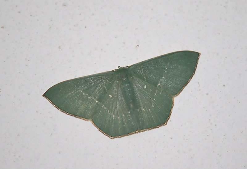 Thalassodes falsaria