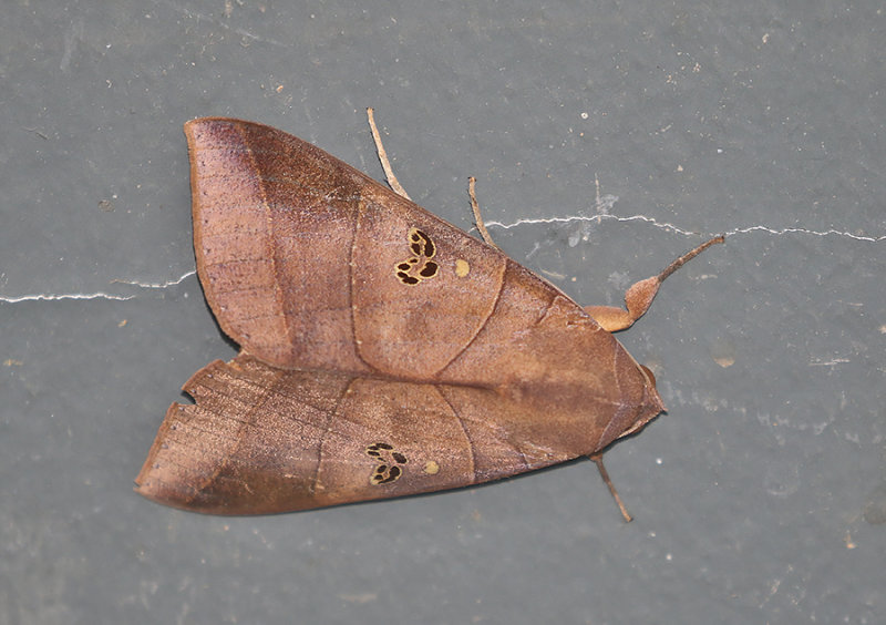 Yellow Underwing Thyas coronata