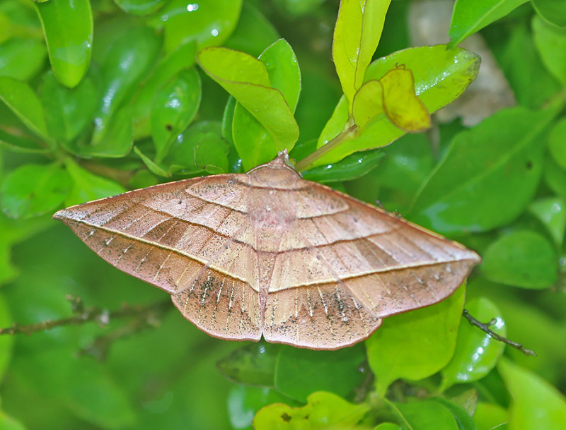 Sarcinodes reductatus