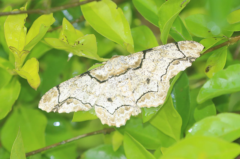 Biston bengaliaria