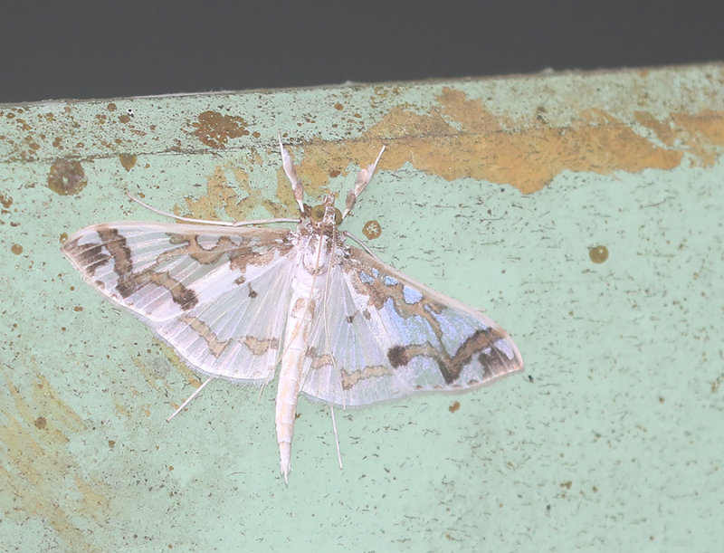 Polythlipta divaricata