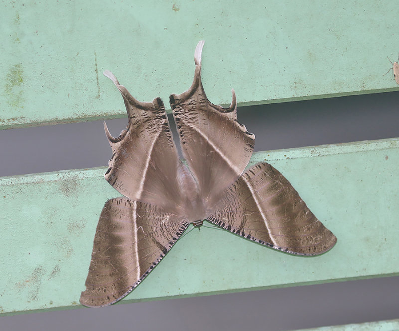 Tropical Swallowtail Moth Lyssa zampa