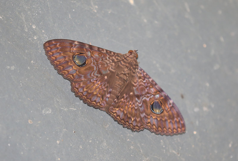 Speiredonia cymosema