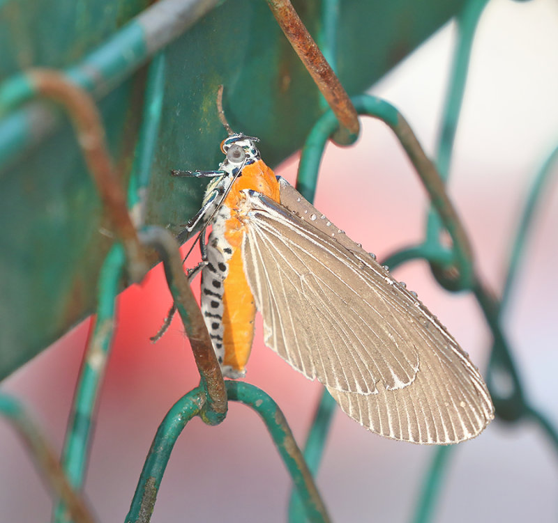Tropical Tiger Moth Asota caricae