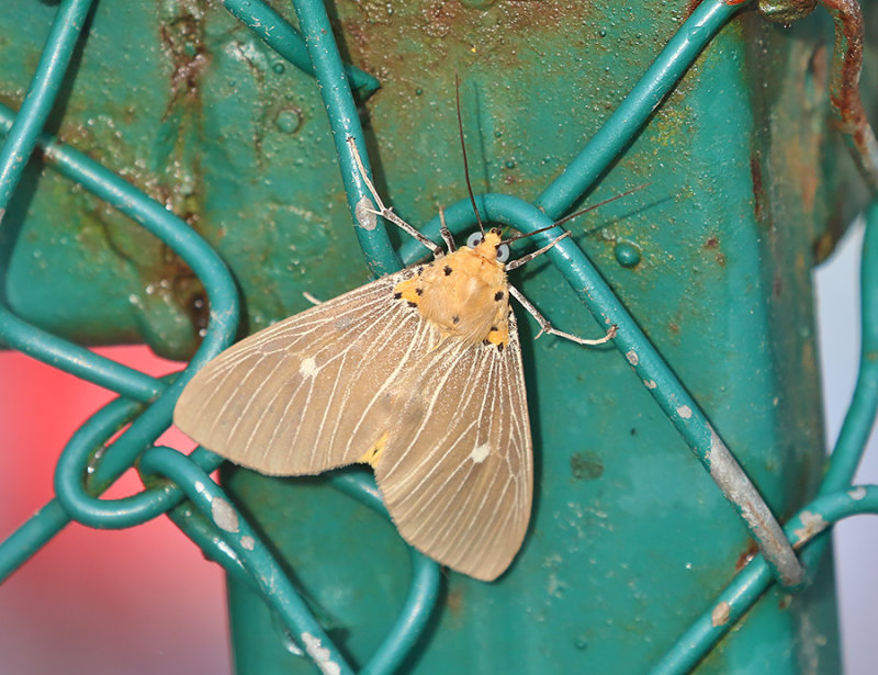 Tropical Tiger Moth Asota caricae