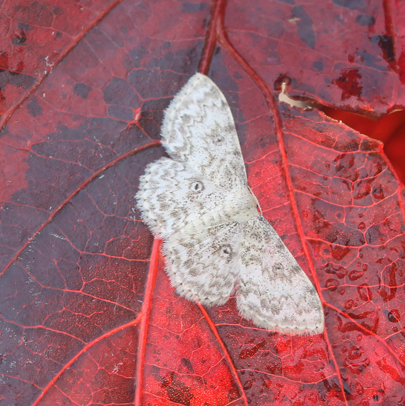 Genus Hypomecis