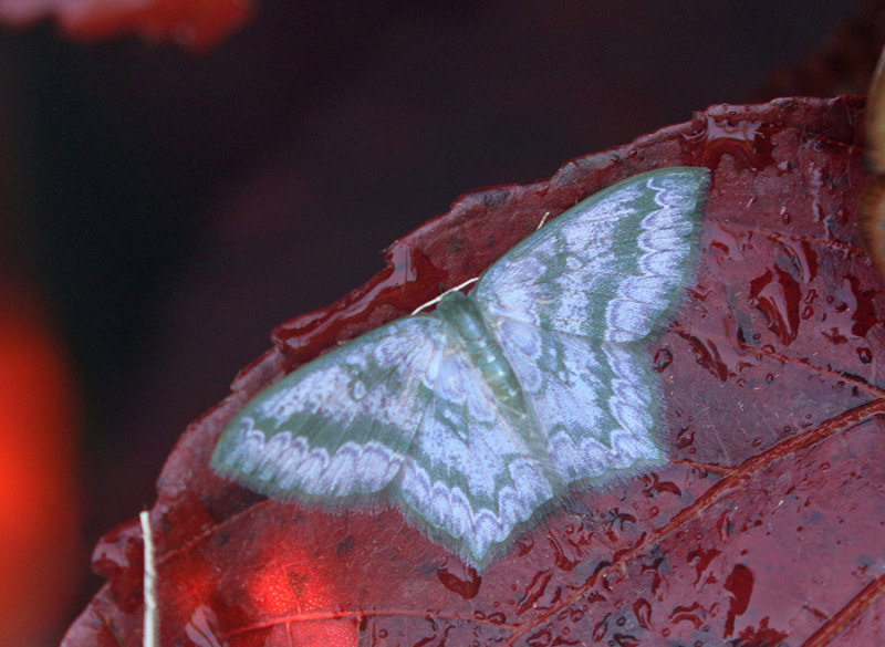 Emerald Moths