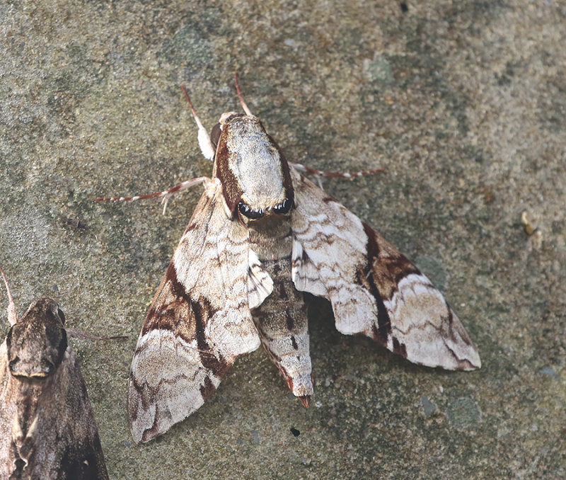 Megacorma obliqua