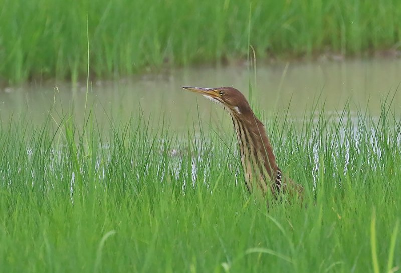 Cinnamon Bittern