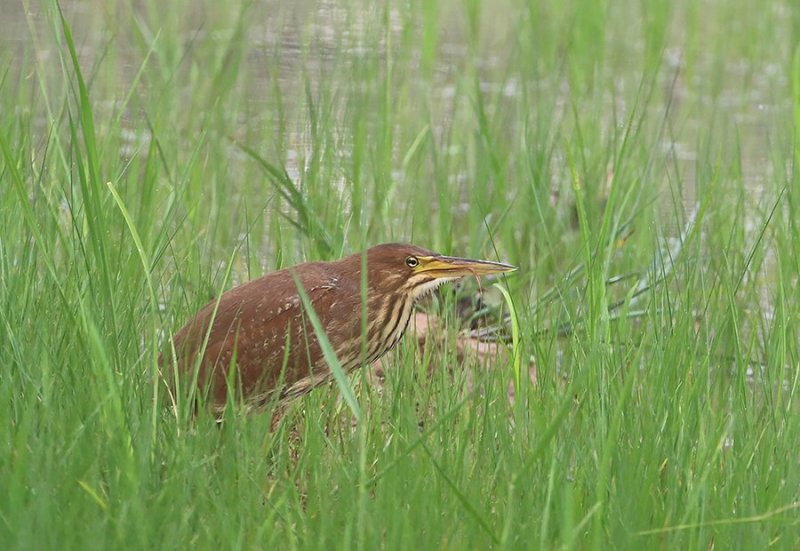 Cinnamon Bittern