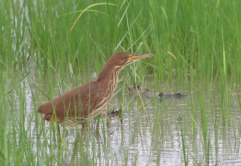 Cinnamon Bittern