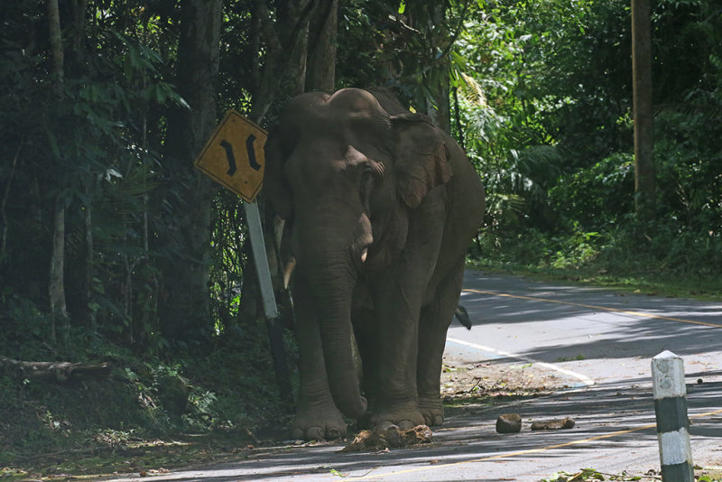 Asian Elephant