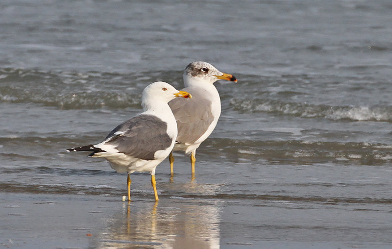 Steppe Gull (L. (cachinnans) barabensis