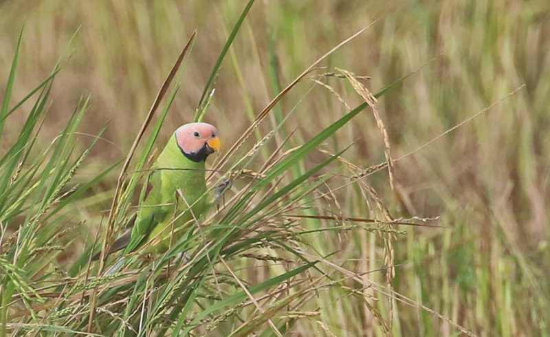 Blossom-headed Parakeet