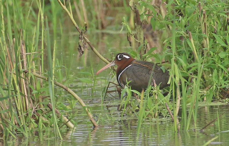 Greater Painted Snipe