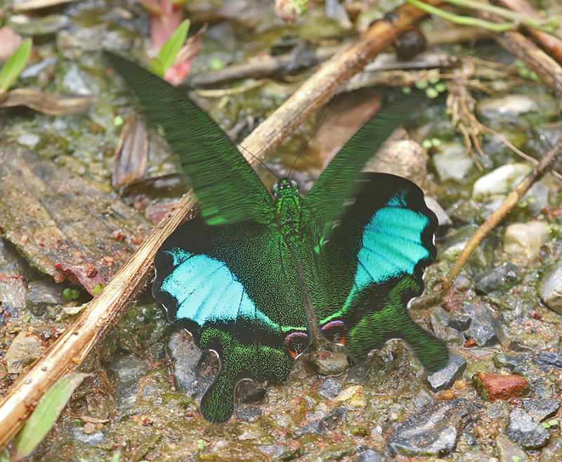 Paris Peackock Swallowtail