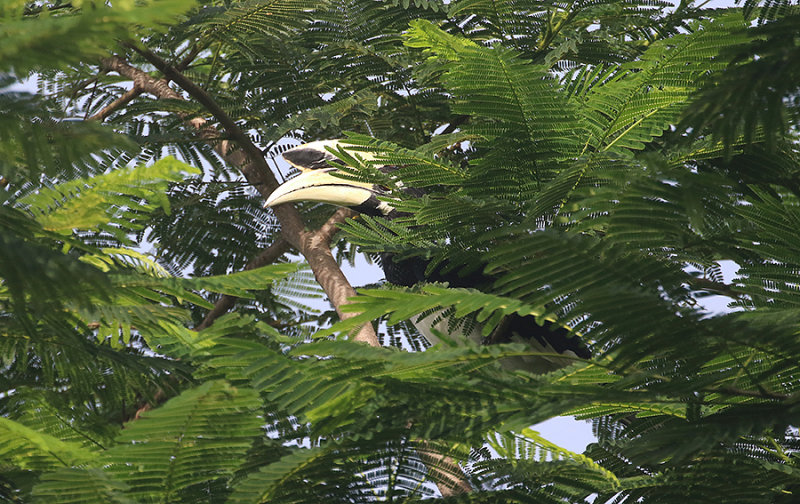 Pied Hornbill
