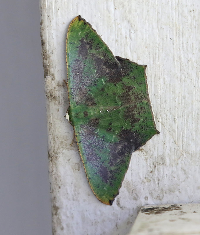 Chloroglyphica devecisi